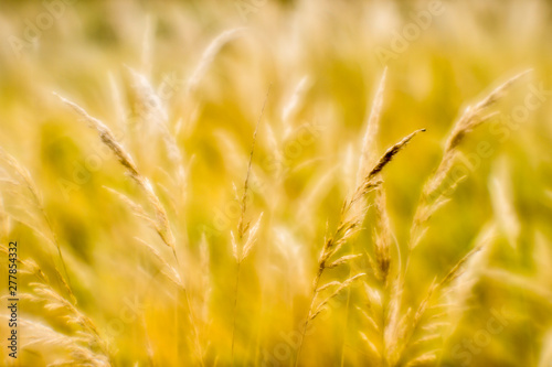 Soft background blur of dry grass in the fall. Closeup of wheat ears background. Blur