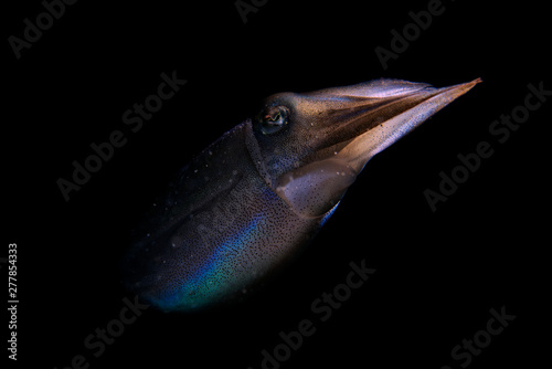 Squid portrait photo
