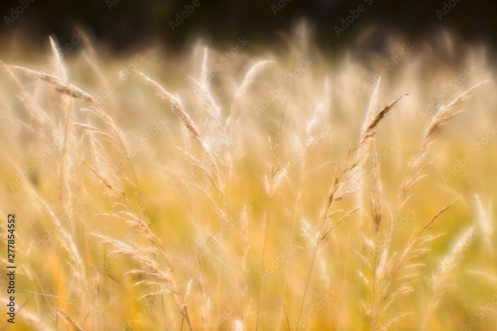 Soft background blur of dry grass in the fall. Closeup of wheat ears background. Blur Soft background blur of dry grass in the fall. Closeup of wheat ears background. Blur