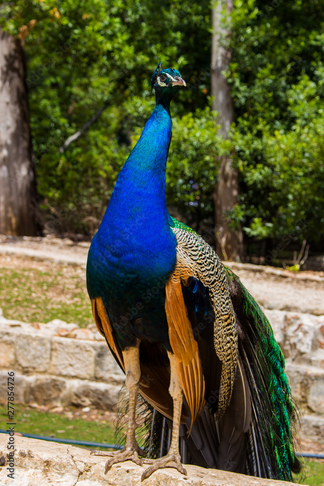 peacock with feathers out peacock with feathers out