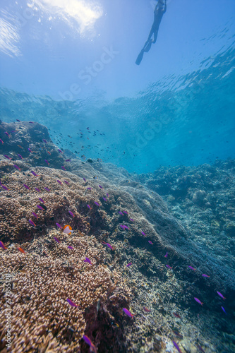 Coral reef South Pacific photo