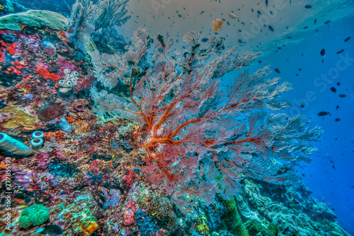 Coral reef South Pacific