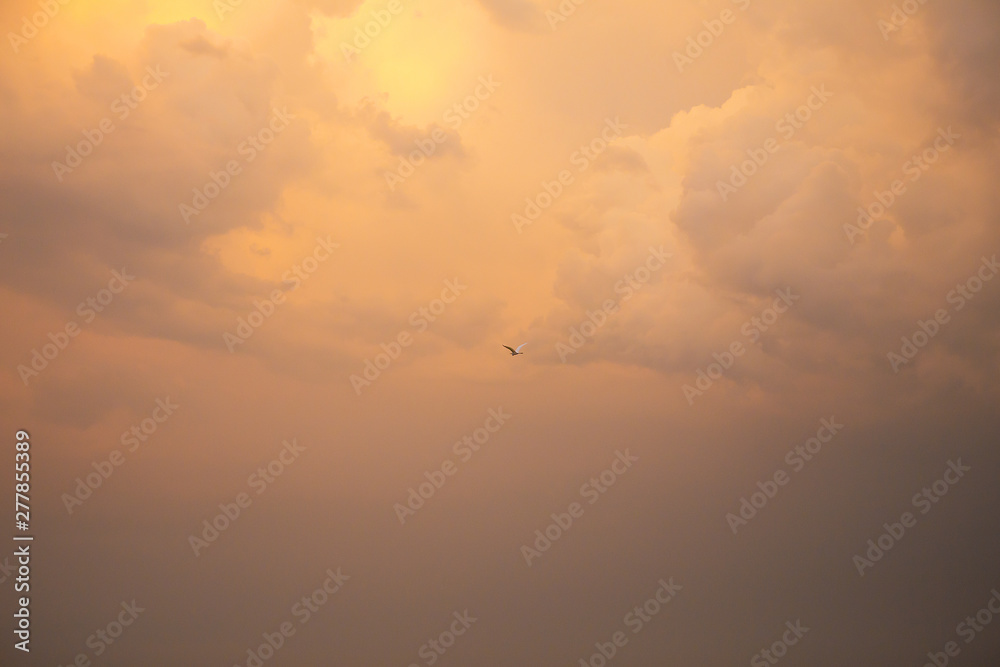beautiful orange sunset sky with clouds, bird in the sky