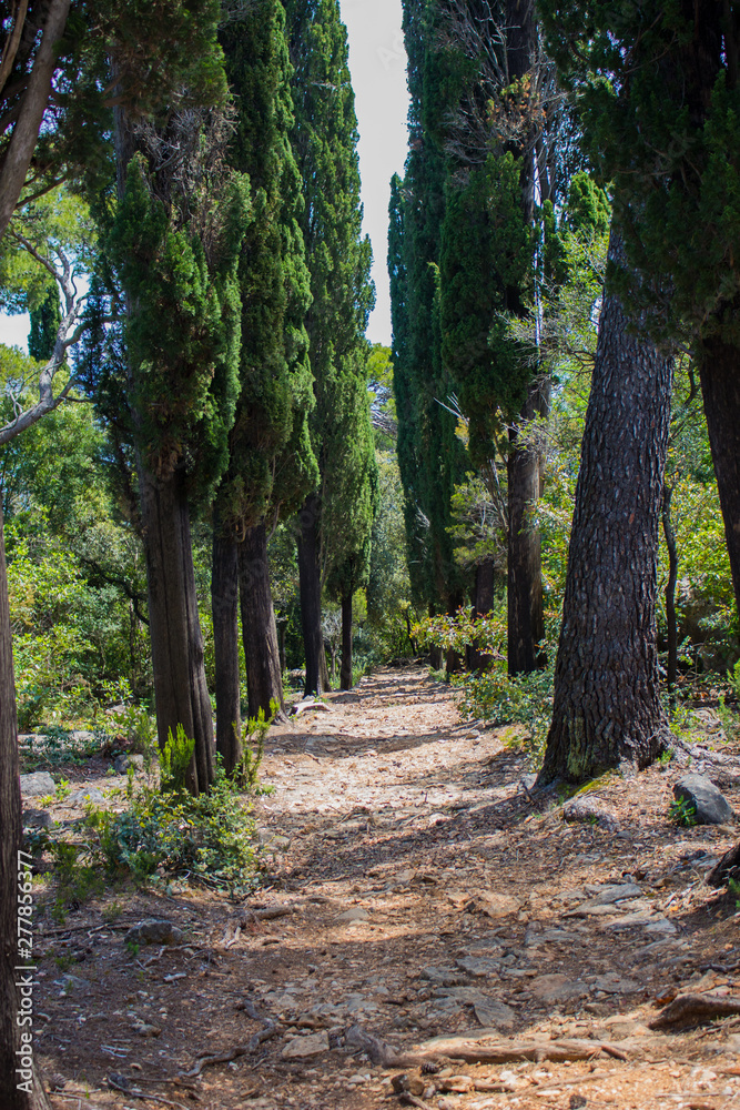 path in the forest