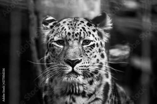 Snow Leopard looks focused in the camera photo