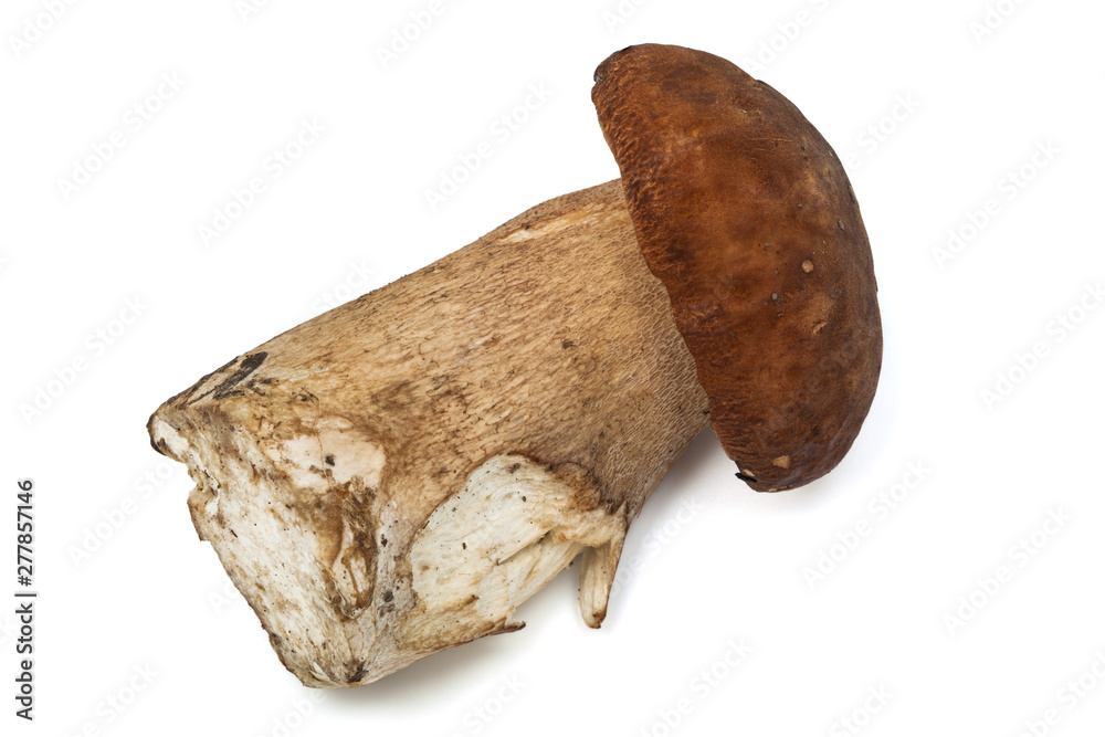 a beautiful mushroom a beautiful mushroom