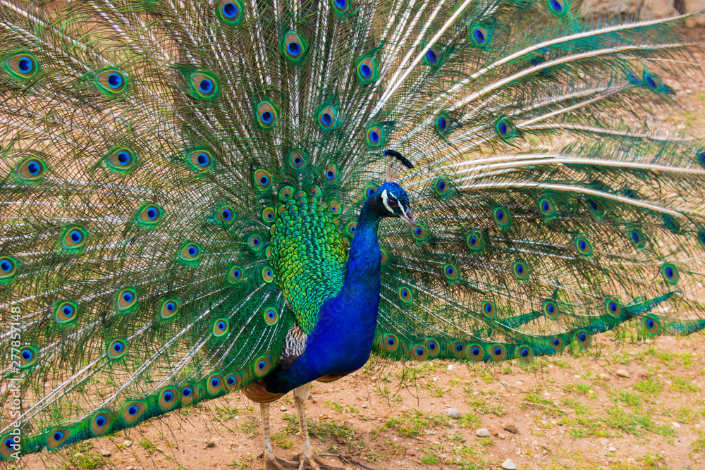 Obraz premium peacock with feathers out