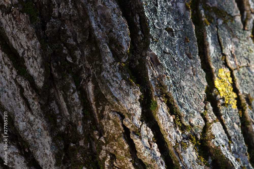 Old Wood Tree Texture Background Pattern Old Wood Tree Texture Background Pattern