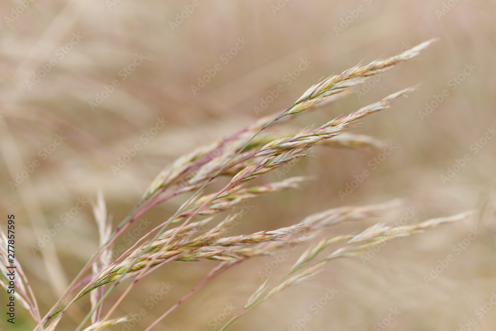 Fototapeta premium Nature background with wildgrass under sunlight. Selective focus. Plant background.