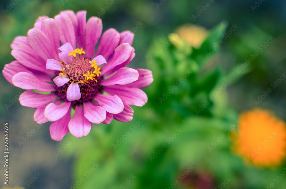 Zinnia flower in the garden, elegant pink bud of beautiful zinnia Zinnia flower in the garden, elegant pink bud of beautiful zinnia