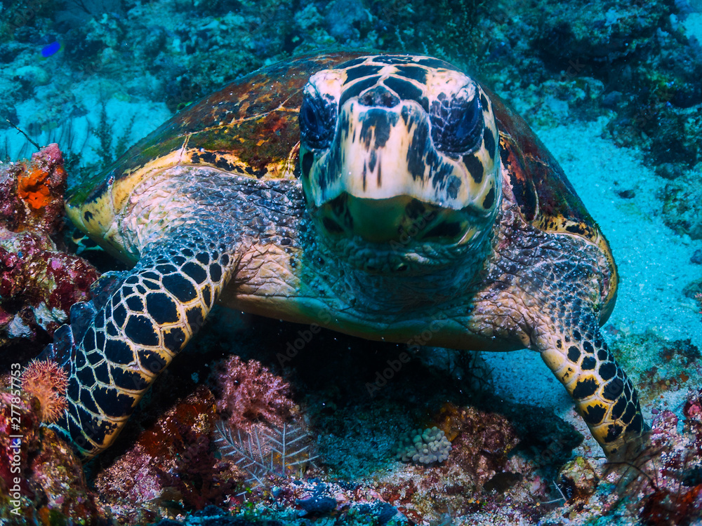 Obraz premium A beautiful hawksbill turtle close up with blue water