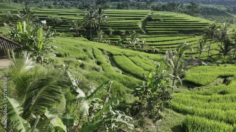Aerial: flying over freshly planted rice terraces in Jatiluwih, a UNESCO world heritage site. Bali, Indonesia Aerial: flying over freshly planted rice terraces in Jatiluwih, a UNESCO world heritage site. Bali, Indonesia