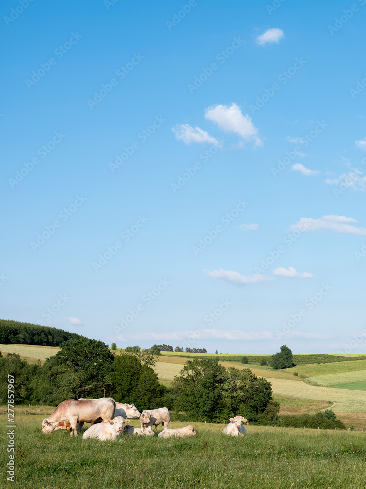 cows in landscape between La Roche and Houffalize in the belgian Ardennes