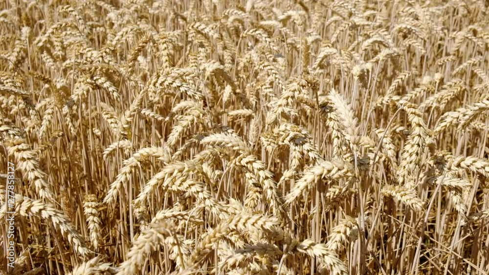 Wheat Field. Ears of wheat close up. Harvest and harvesting concept. Field of golden wheat swaying. Nature landscape. Wheat Field. Ears of wheat close up. Harvest and harvesting concept. Field of golden wheat swaying. Nature landscape.