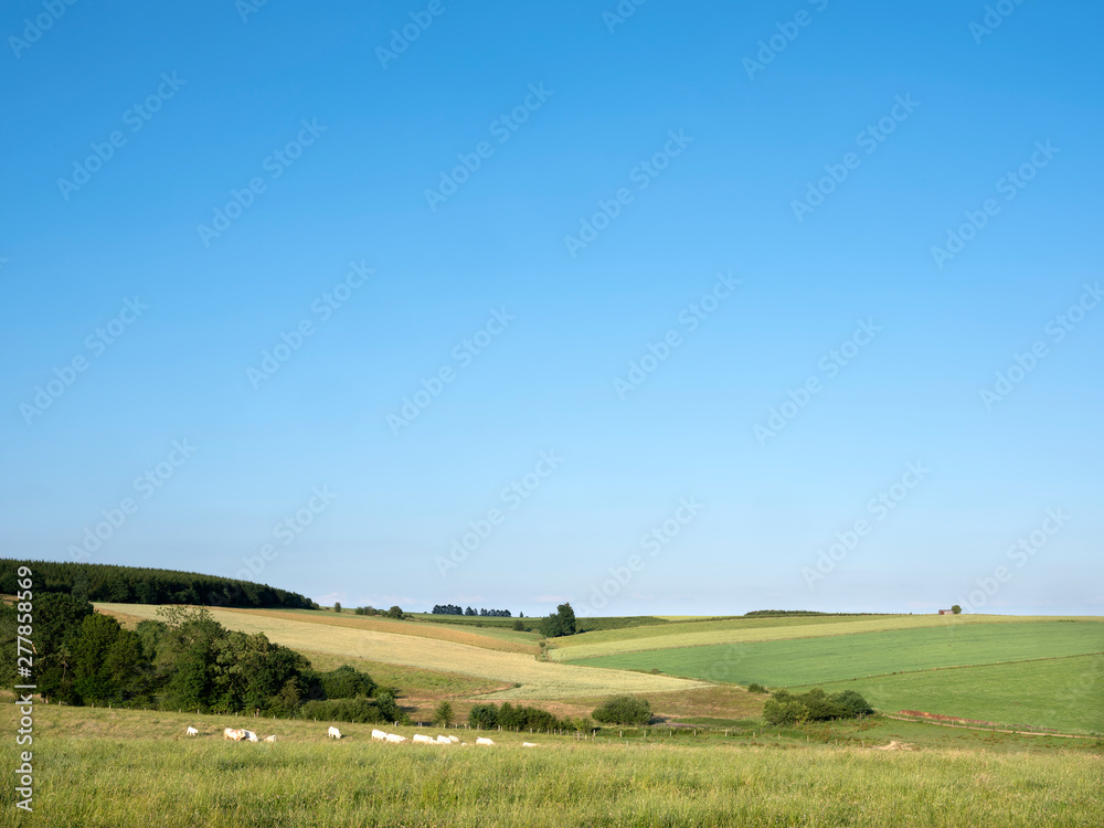 cows in landscape between La Roche and Houffalize in the belgian Ardennes cows in landscape between La Roche and Houffalize in the belgian Ardennes
