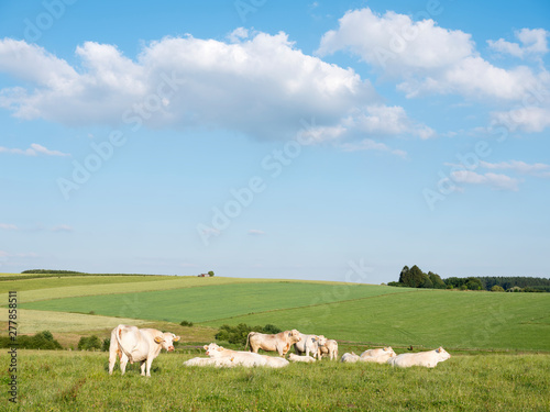 cows in landscape between La Roche and Houffalize in the belgian Ardennes