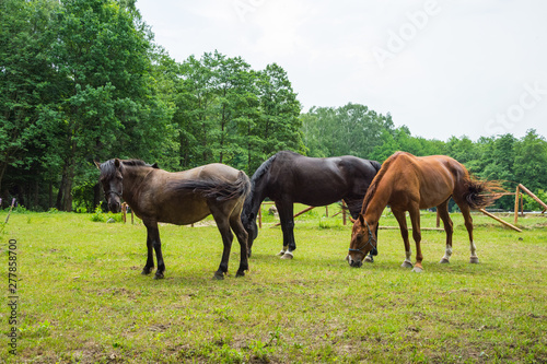 horses grazing on a green meadow