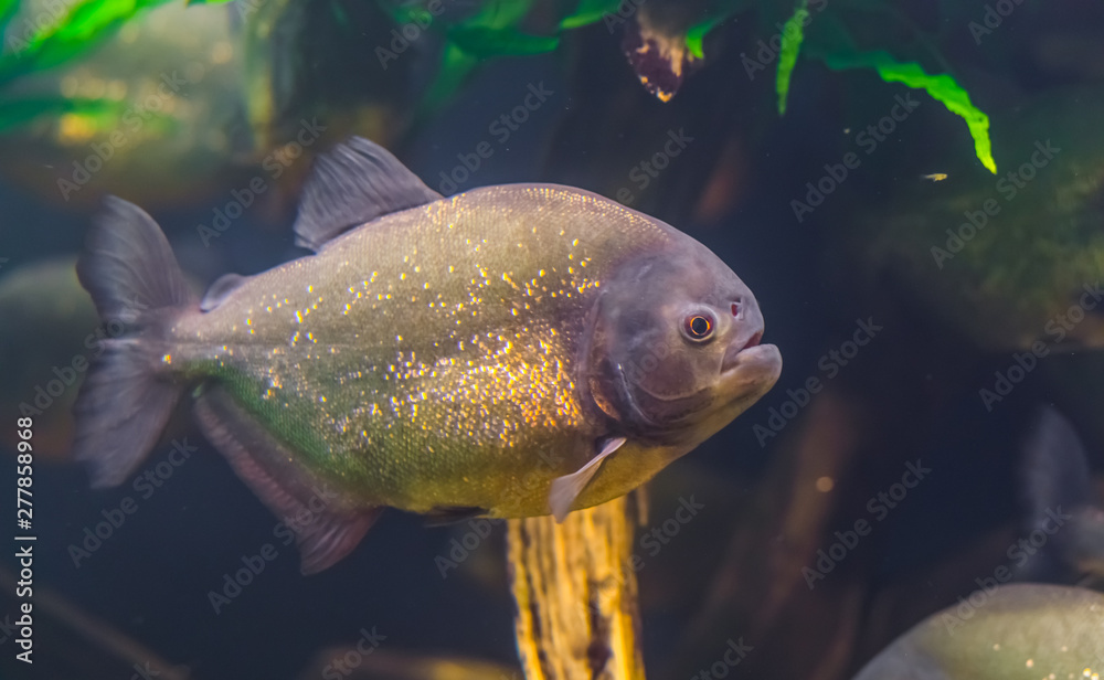 Closeup Portrait Of A Red Bellied Piranha Popular Ornamental Aquarium Pet With Golden Shiny Scales Tropical Fish Specie From The Amazon Basin Of America Stock Photo Adobe Stock Closeup Portrait Of A Red Bellied Piranha Popular Ornamental Aquarium Pet With Golden Shiny Scales Tropical Fish Specie From The Amazon Basin Of America Stock Photo Adobe Stock