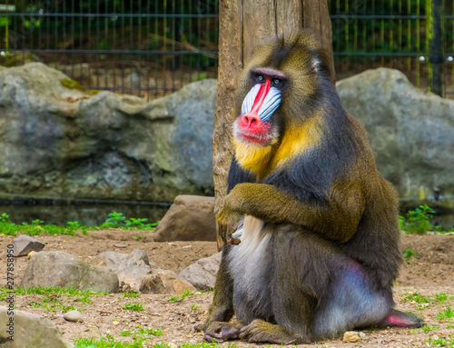 Bild auf Leinwand closeup of a mandrill monkey, Large primate with a colorful nose, vulnerable ani
