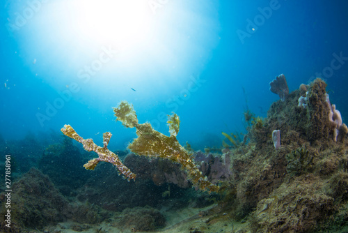 A pair of robust pipe fish shot wide angle
