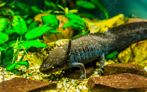 Closeup of grey axolotl, walking fish from Mexico, popular and critically endangered water salamander specie photo