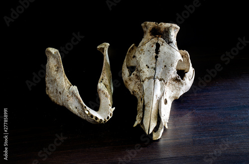 Fototapeta Naklejka Na Ścianę i Meble -  Animal Skull on dark wooden table and black background