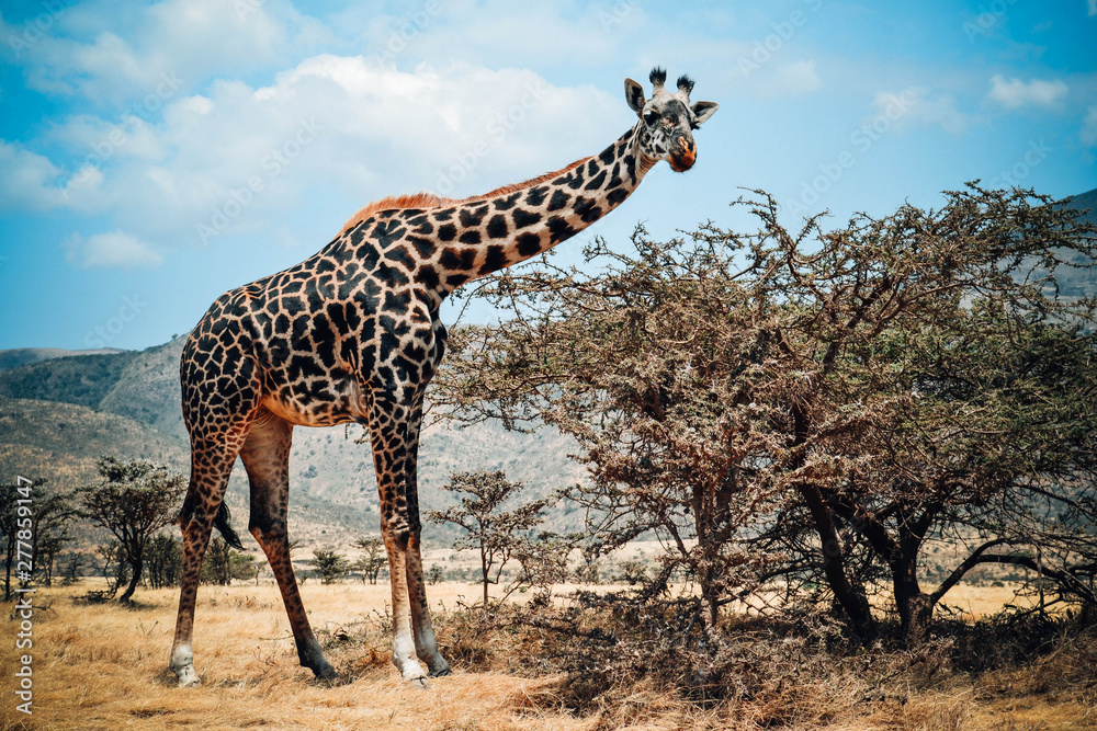 Obraz premium girafe