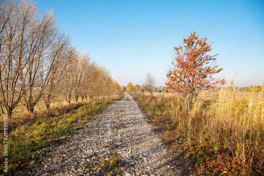 dirt road in a field on a sunny autumn day