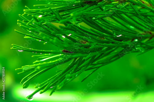 Pine branch with water drops on unfocused background, natural background concept