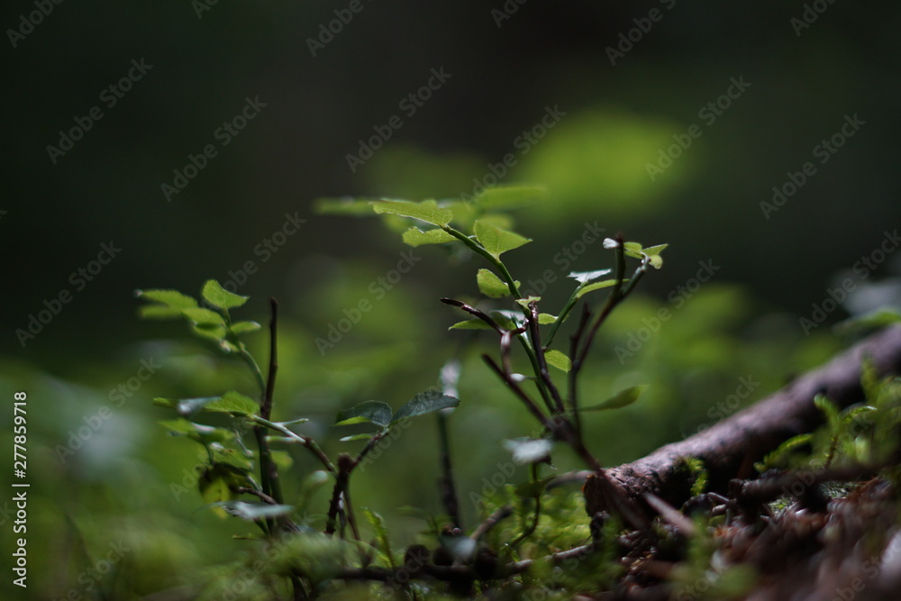 Silent of Forest