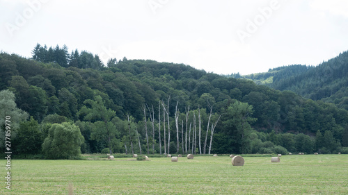 dead trees and hay bales in valley between La Roche and Hotton in the belgian ardennes