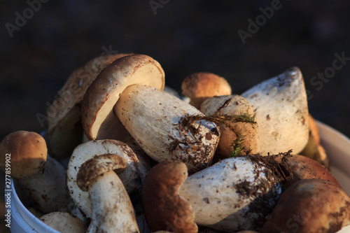 basket full of fresh forest mashrooms