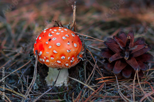 Fly Amanita mushroom in autumn light in the forest in fall photo