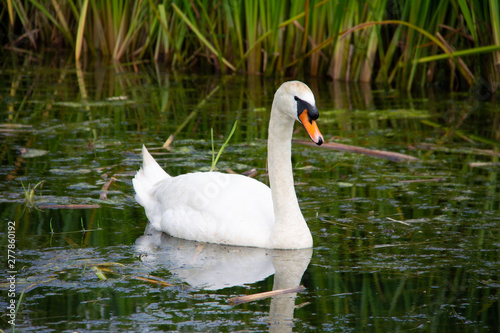 White Swan swimming in a green canal