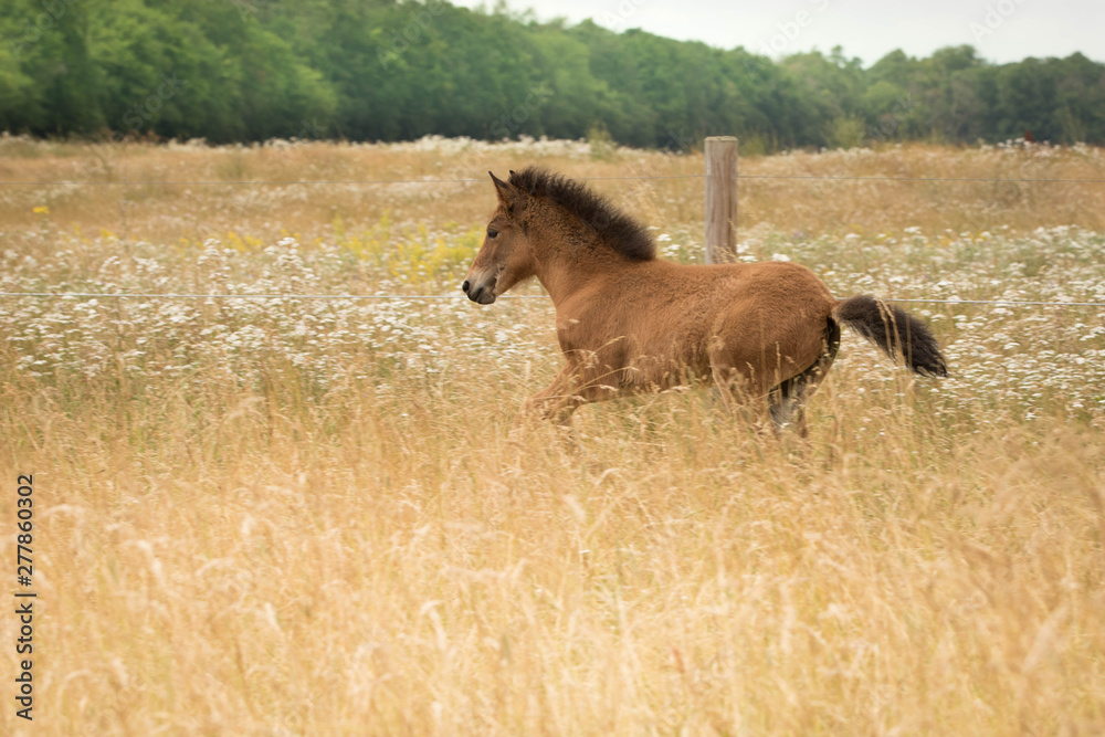 Aufgewecktes Islandfohlen im Galopp Aufgewecktes Islandfohlen im Galopp