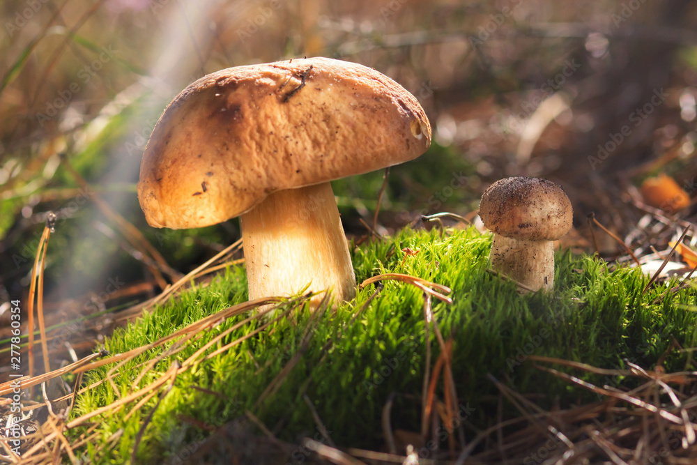 Beautiful fresh Edible Mushrooms, porcini mushrooms in the woods