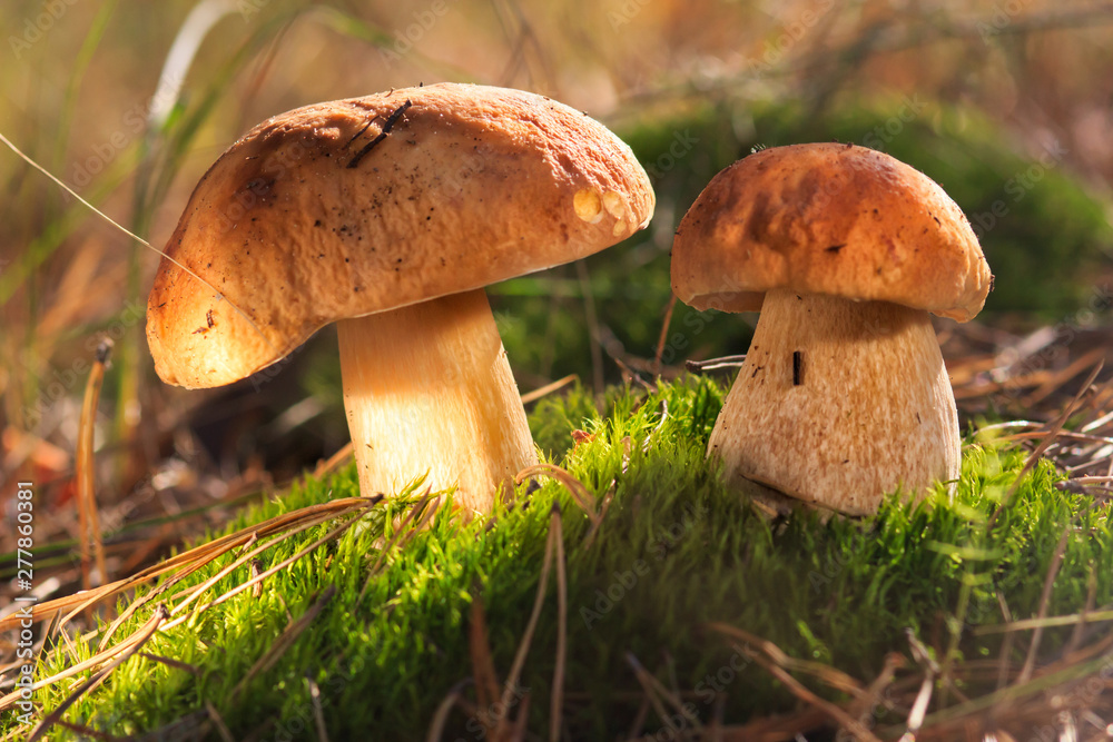 Beautiful fresh Edible Mushrooms, porcini mushrooms in the woods Beautiful fresh Edible Mushrooms, porcini mushrooms in the woods