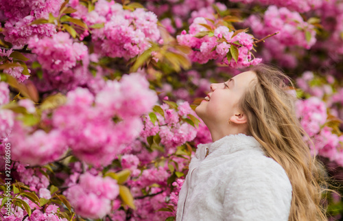 Girl enjoying floral aroma. Kid on pink flowers of sakura tree background. Botany concept. Kid enjoying cherry blossom sakura. Flowers as soft pink clouds. Sniffing flowers. Child enjoy warm spring