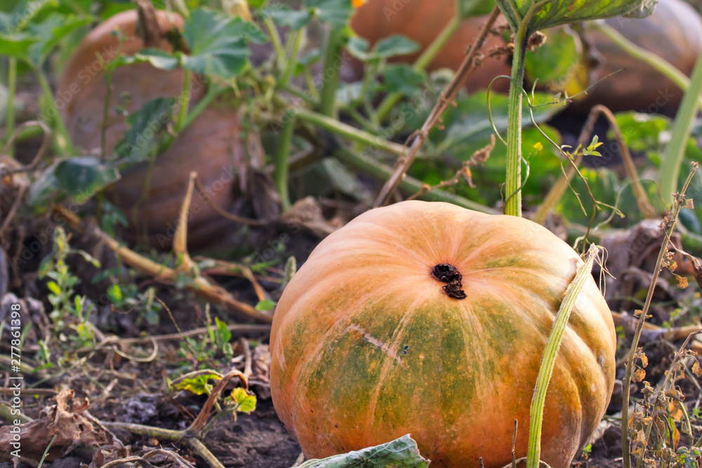 Obraz premium Pumpkin in field
