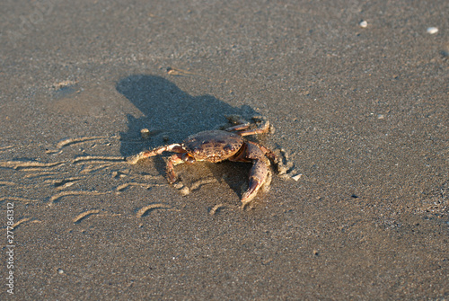 granchio ferito sulla spiaggia photo