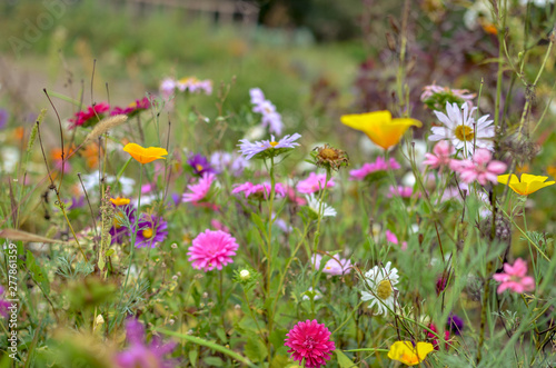 Field of cosmos flower  meadow with aster  camomile  esholtzia