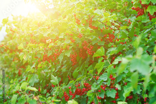  Red currant bushes