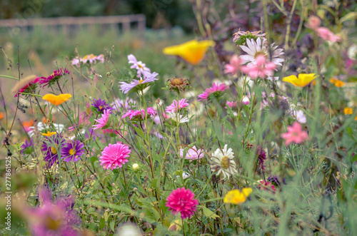 Field of cosmos flower, meadow with aster, camomile, esholtzia photo