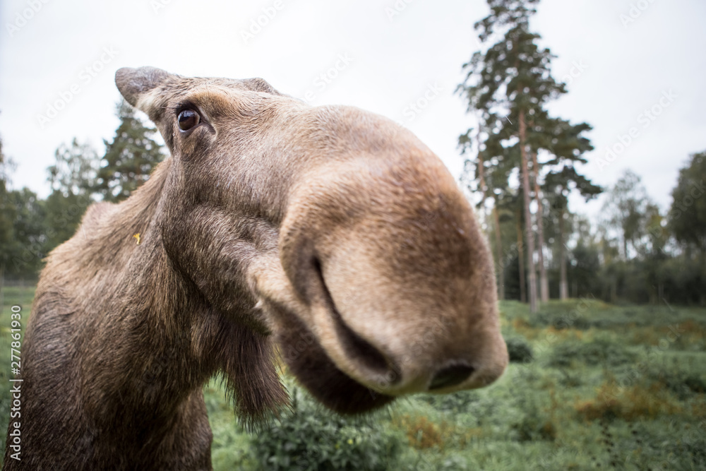 Fototapeta premium Close up Elk nose in Sweden