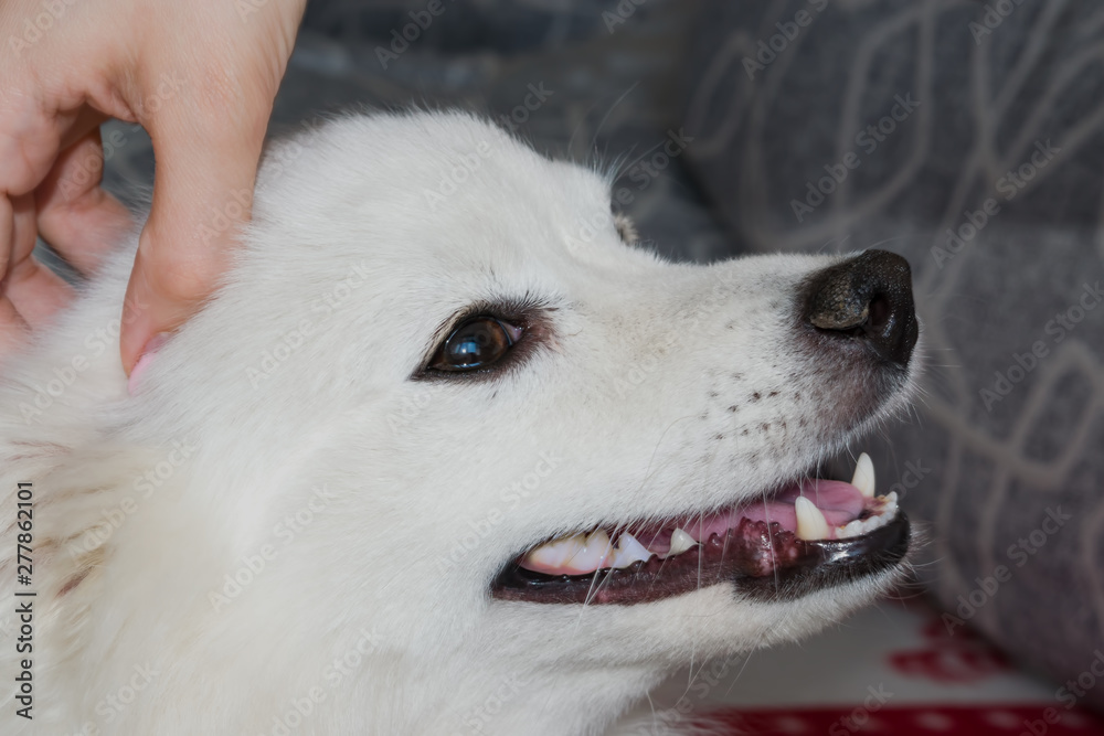 Japanese white, Asian Spitz cute pet dog closeup 