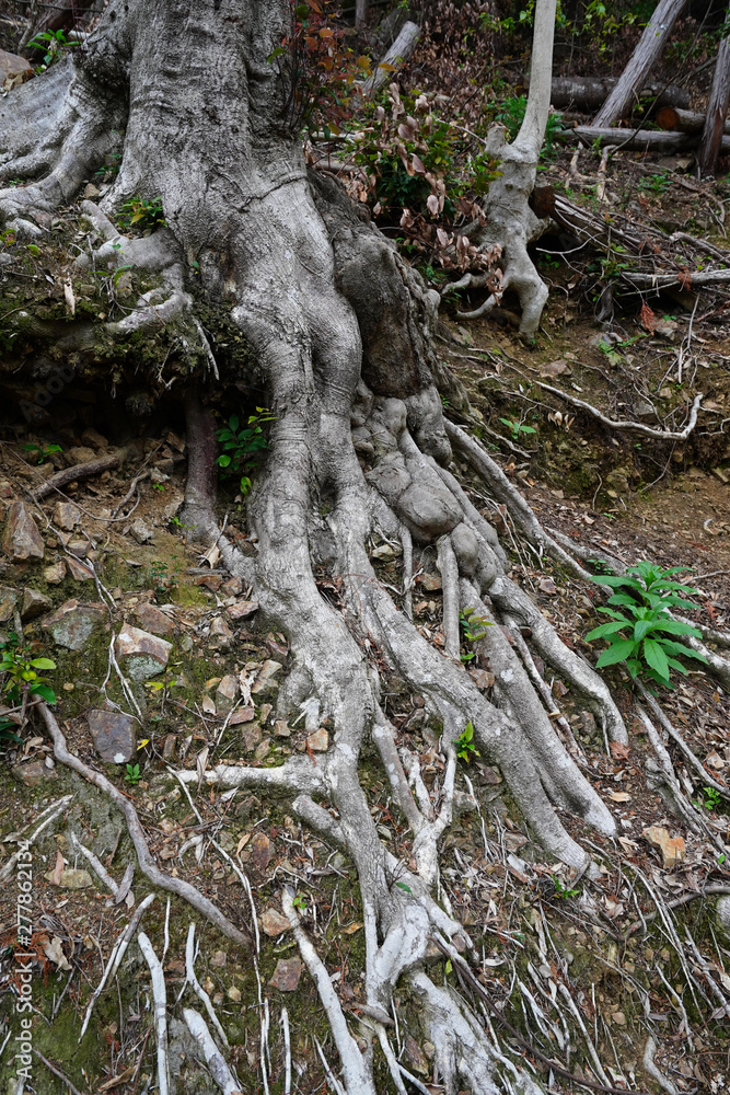 Forest in Japan