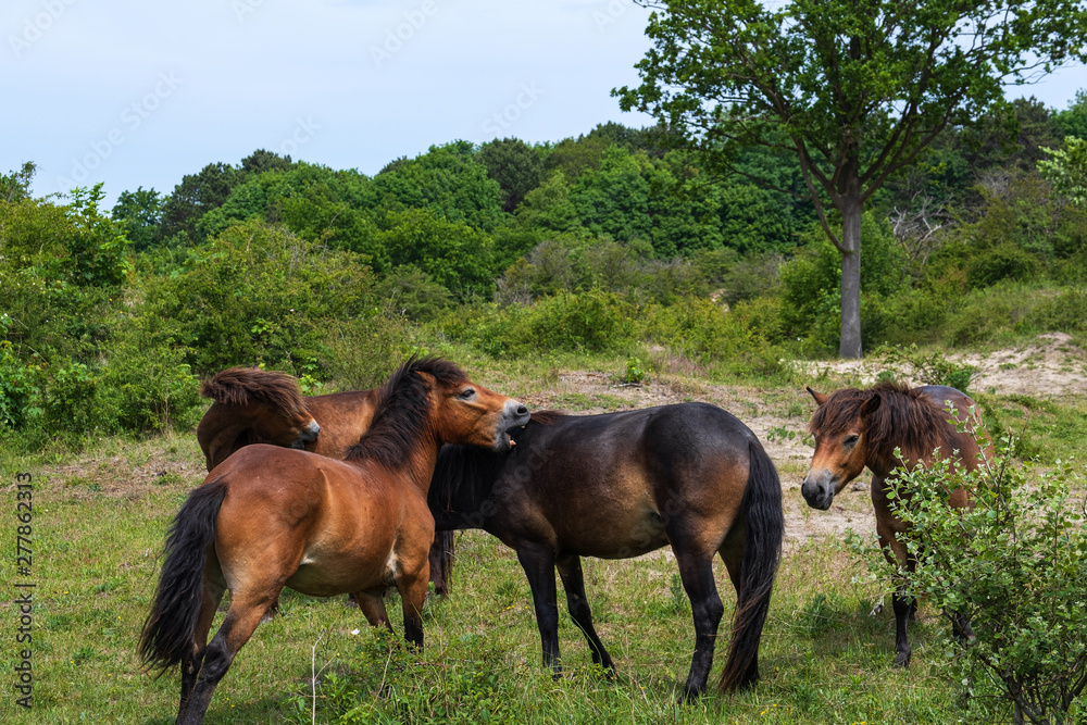 Wildpferde in den Dünen von Oostvoorne/Niederlande Wildpferde in den Dünen von Oostvoorne/Niederlande