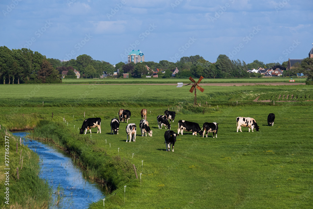 Kühe grasen auf einer Viehweide in Südholland Kühe grasen auf einer Viehweide in Südholland