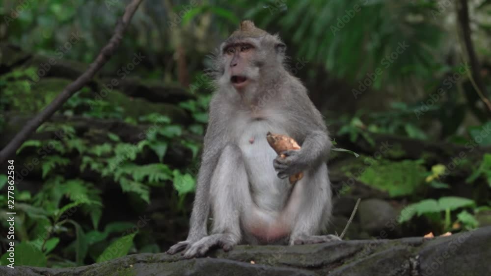 Monkey at the monkey temple in Ubud, Bali Monkey at the monkey temple in Ubud, Bali