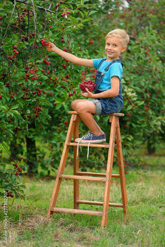 Little boy picking cherries in the fruit orchard